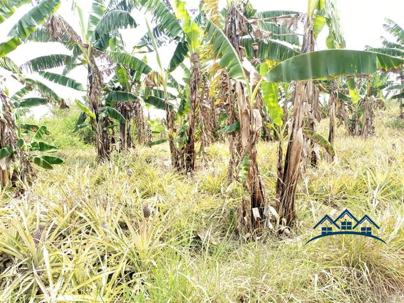 Agricultural Land for sale in Kikyuusa Luweero