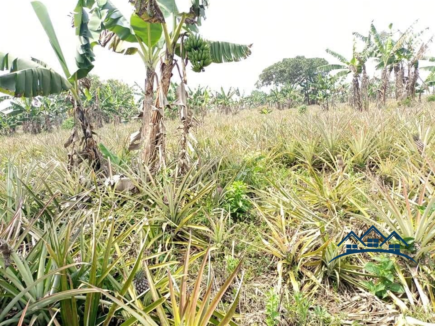 Agricultural Land for sale in Kikyuusa Luweero