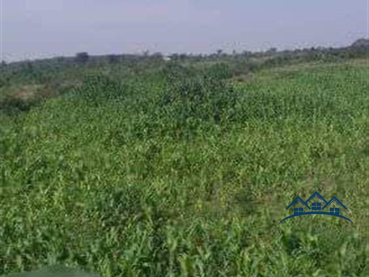 Agricultural Land for sale in Kakooge Luweero