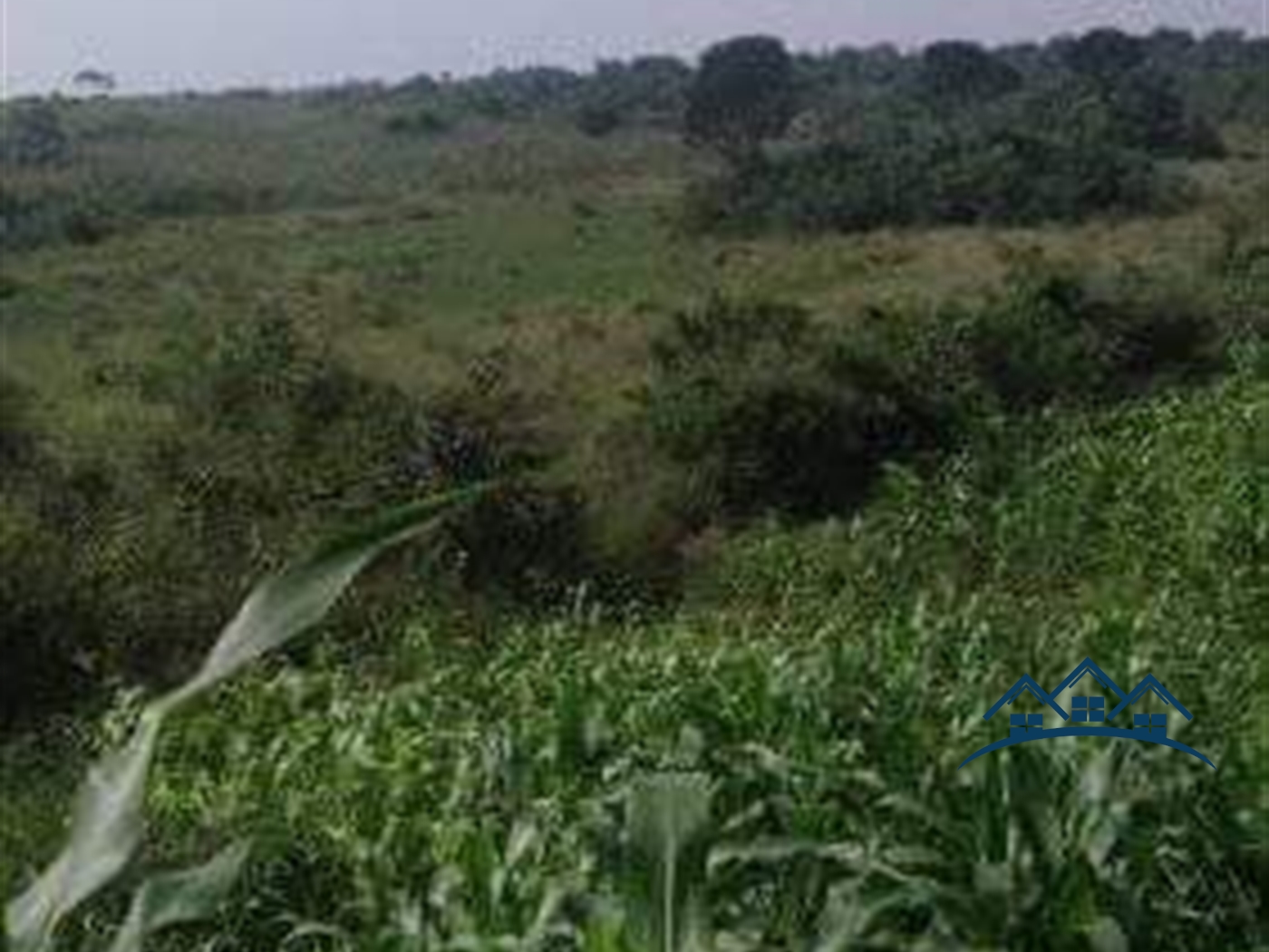 Agricultural Land for sale in Kakooge Luweero