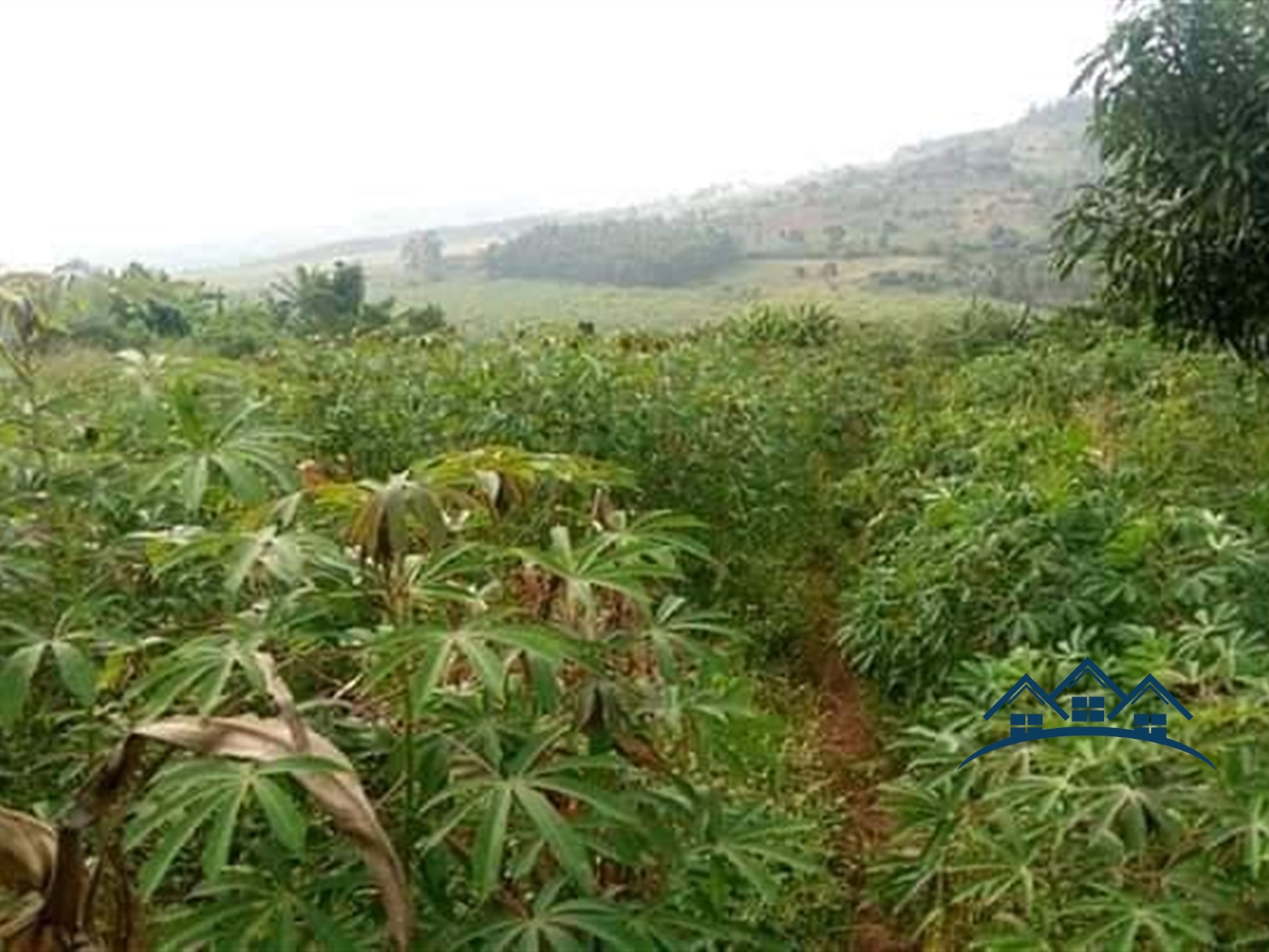 Agricultural Land for sale in Namataba Mukono