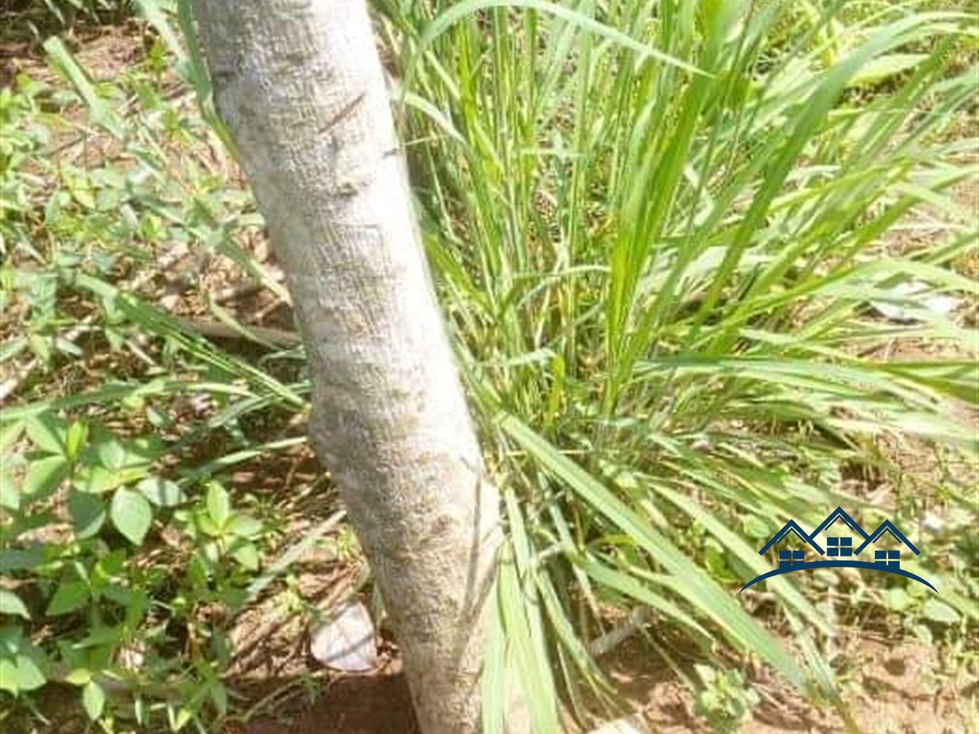 Agricultural Land for sale in Kamila Luweero