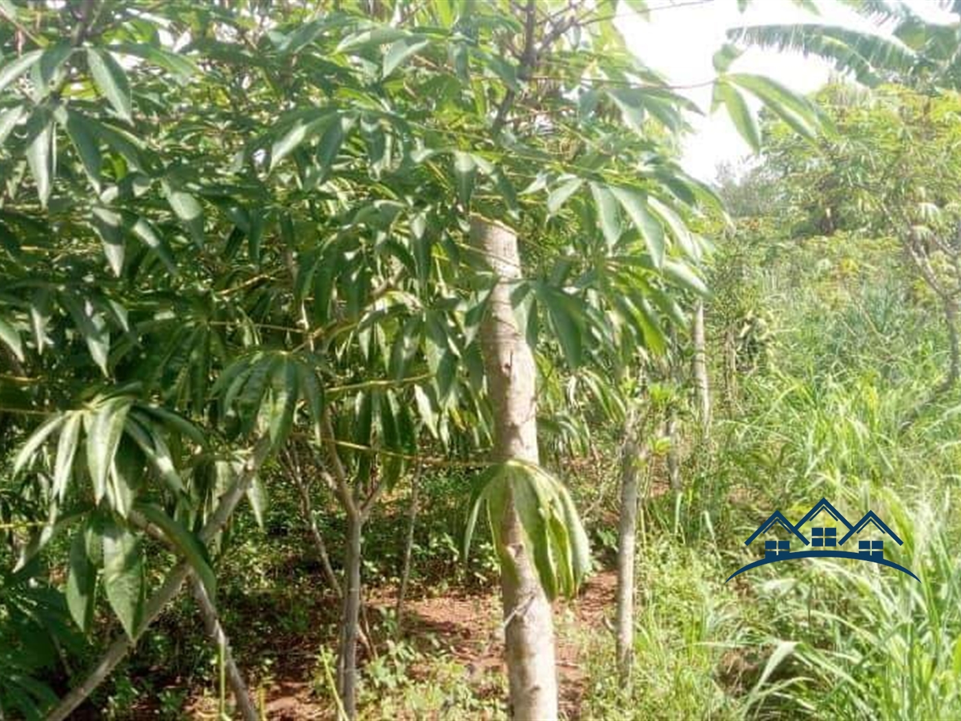 Agricultural Land for sale in Kamila Luweero