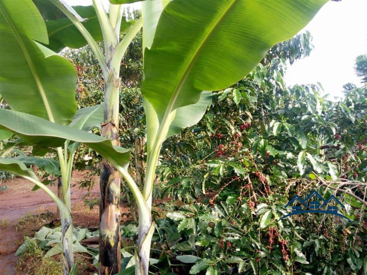 Agricultural Land for sale in Kamila Luweero