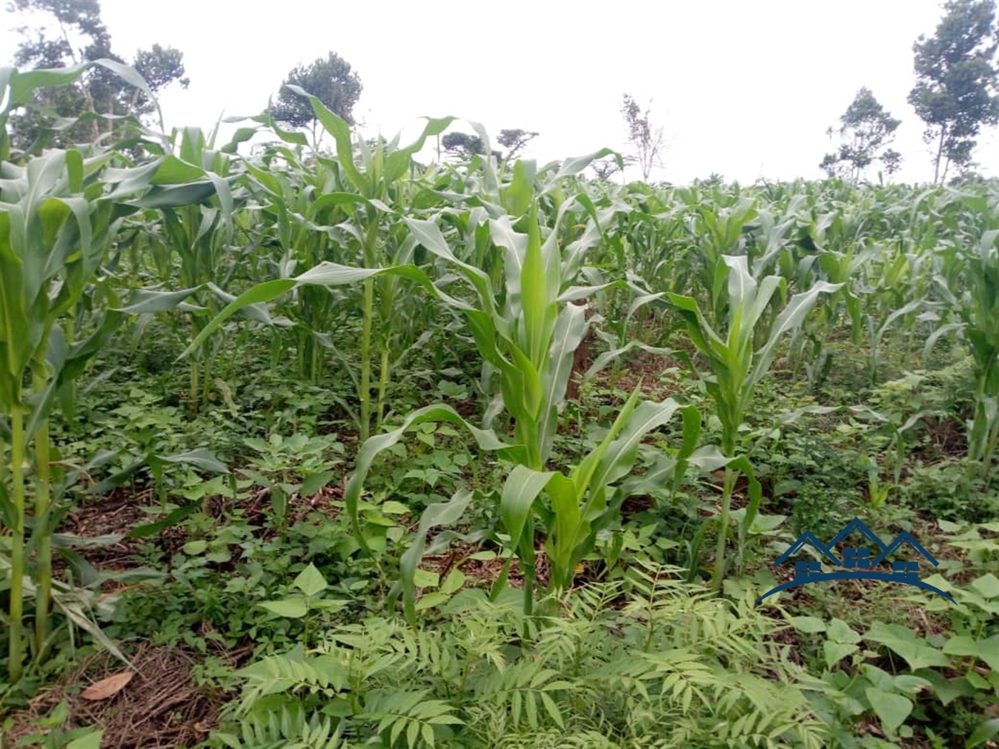 Agricultural Land for sale in Kamila Luweero