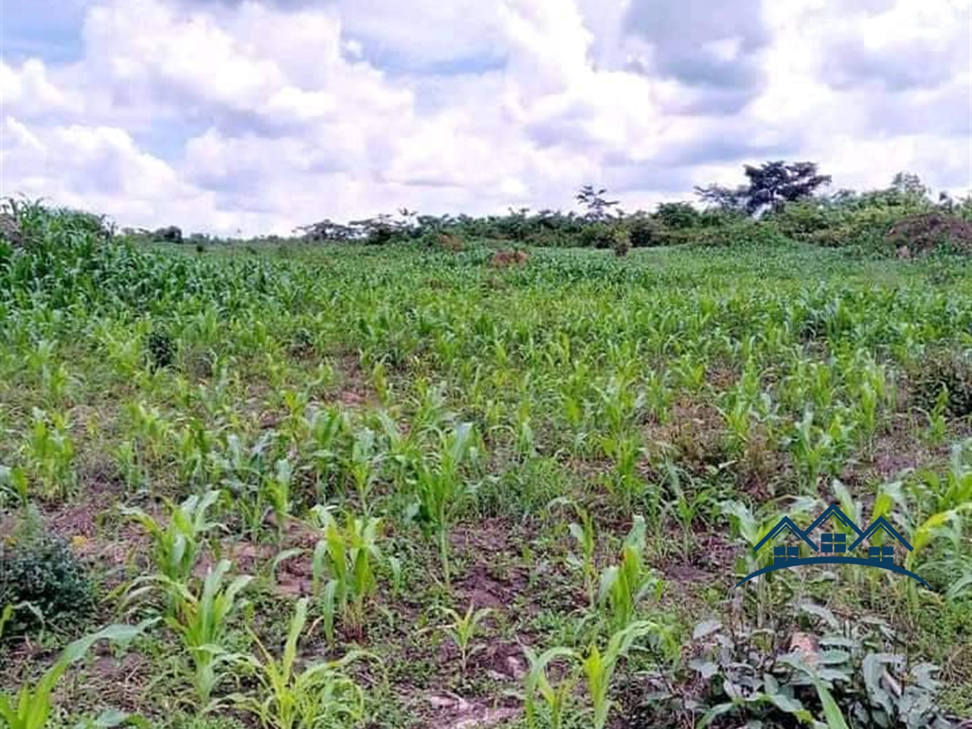 Agricultural Land for sale in Kakooge Luweero