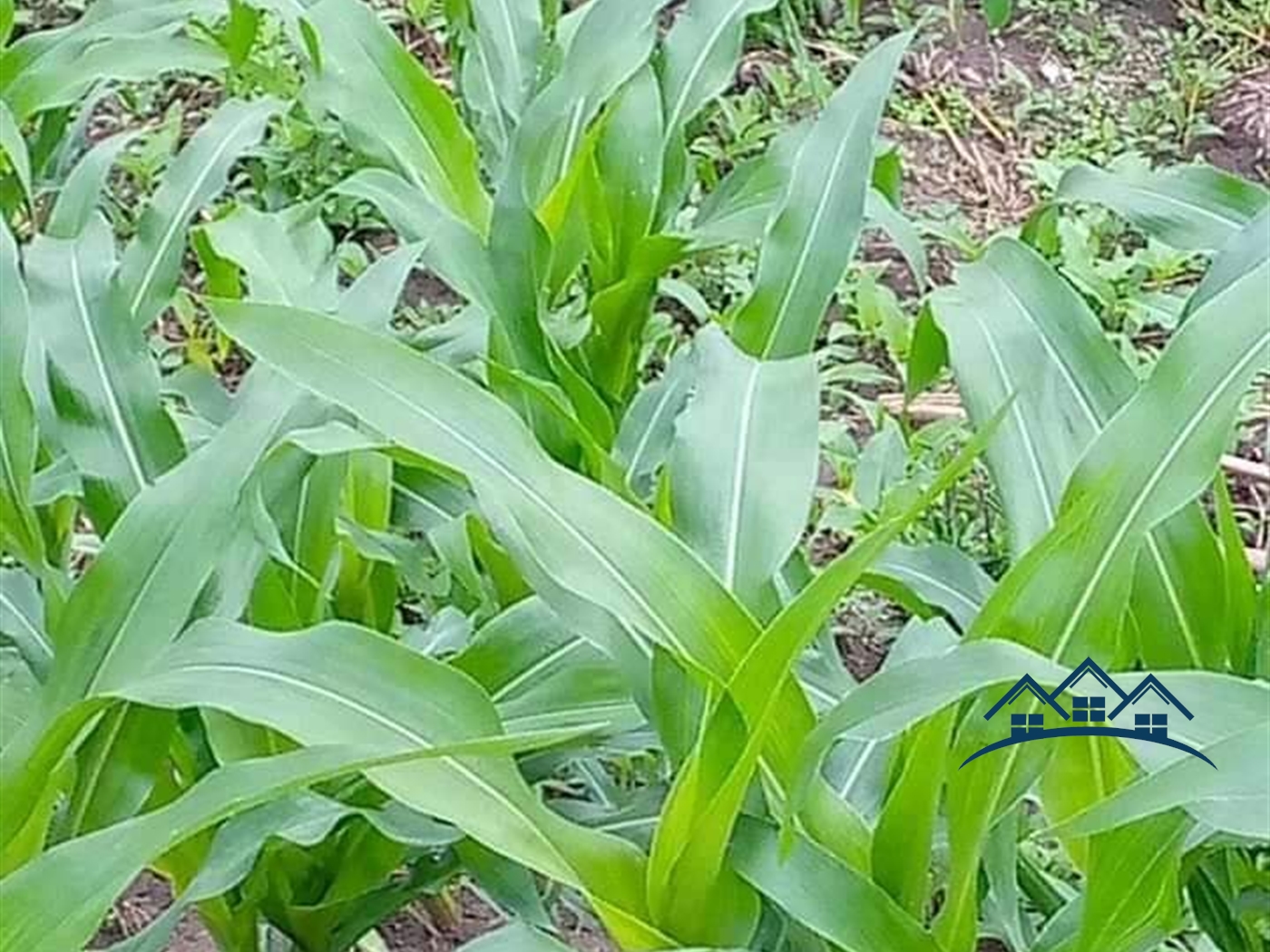 Agricultural Land for sale in Kakooge Luweero