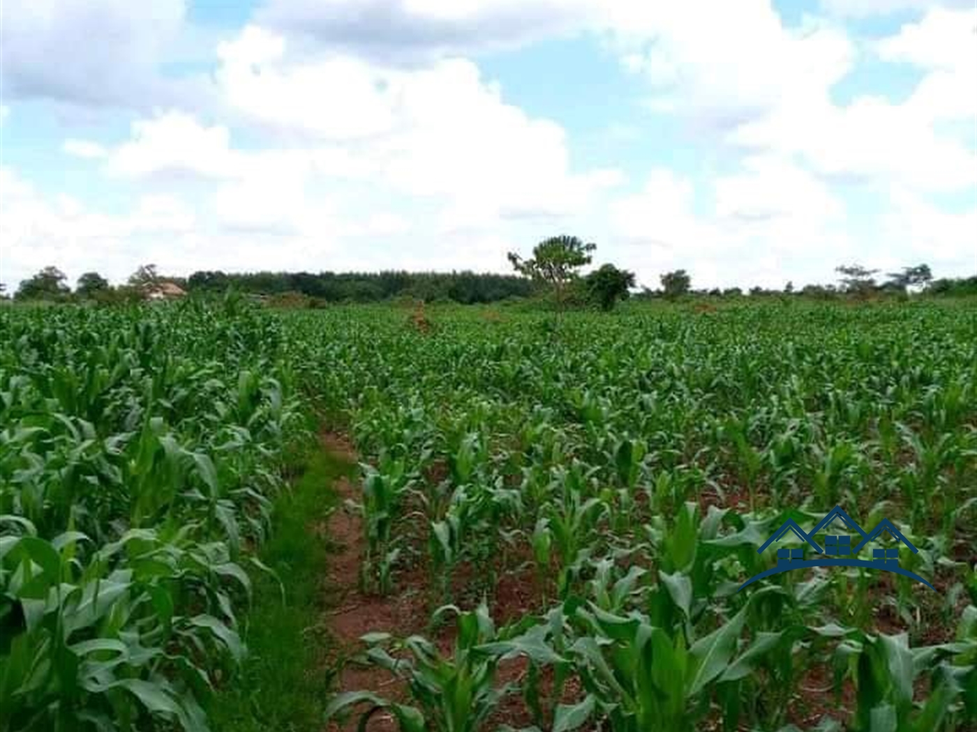 Agricultural Land for sale in Kakooge Luweero