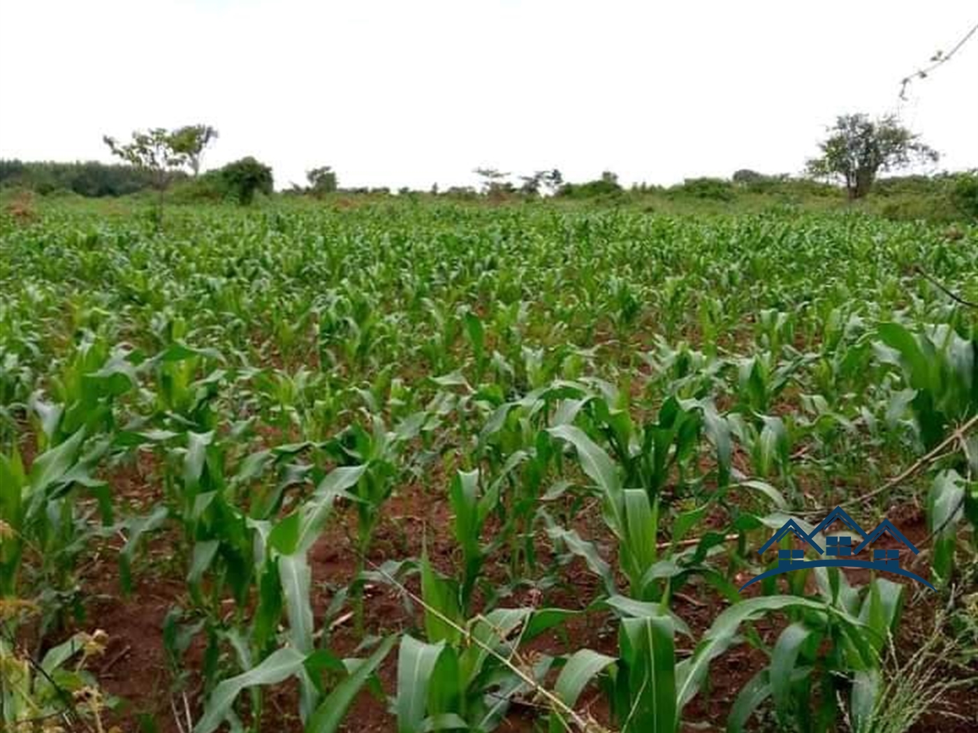 Agricultural Land for sale in Kakooge Luweero