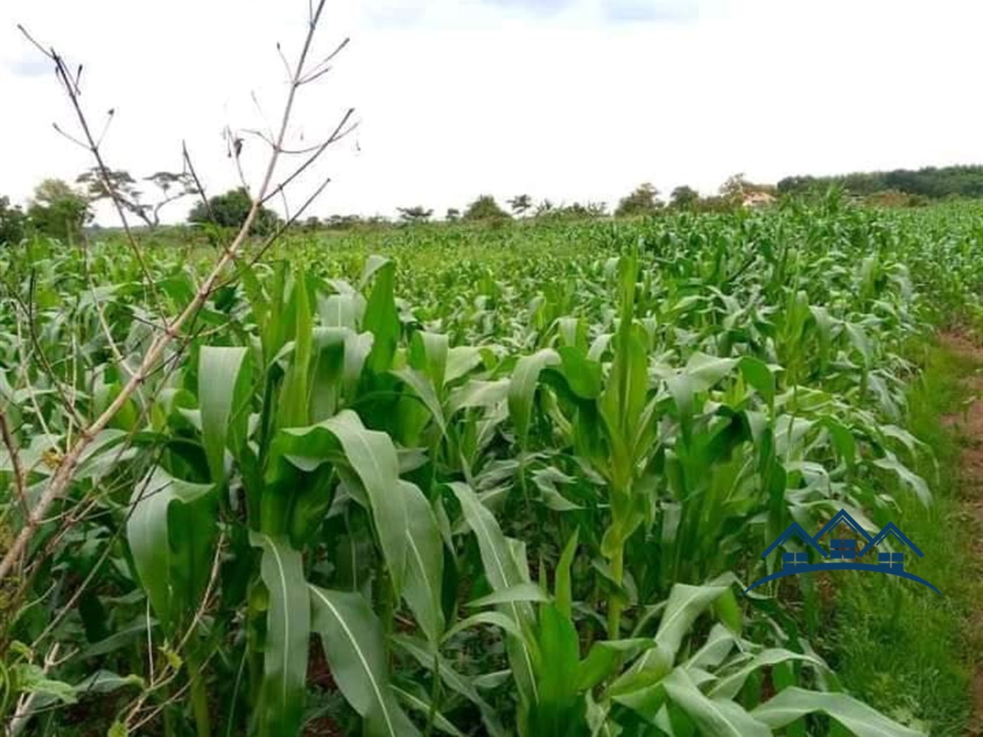 Agricultural Land for sale in Kakooge Luweero