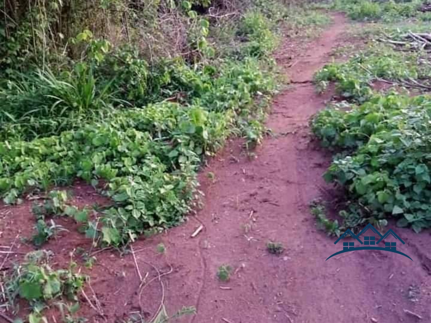 Agricultural Land for sale in Katuugo Luweero