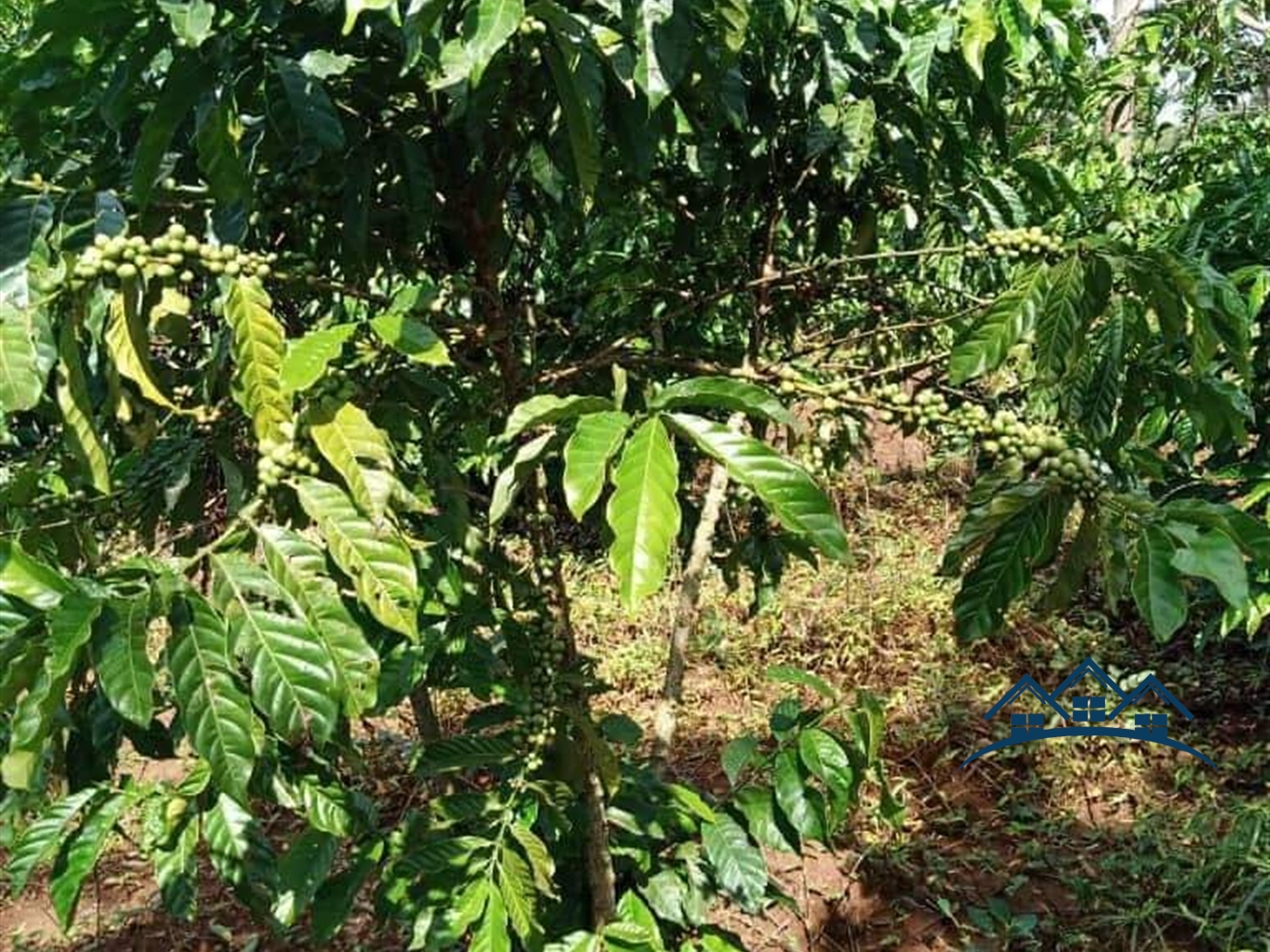 Agricultural Land for sale in Naloongo Luweero