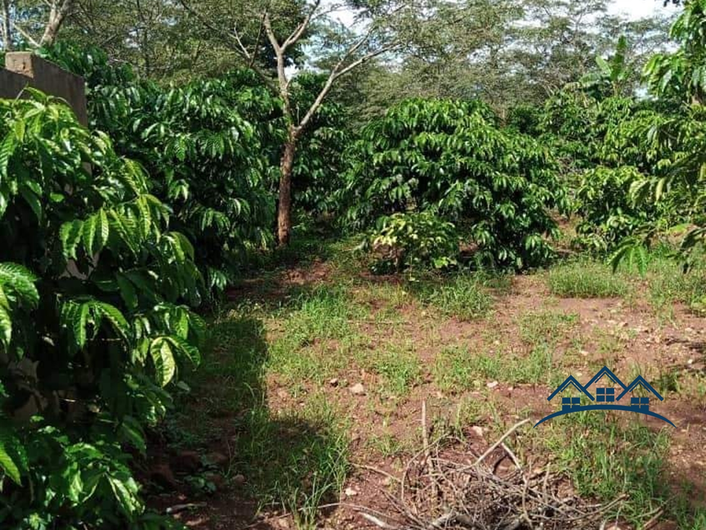 Agricultural Land for sale in Naloongo Luweero