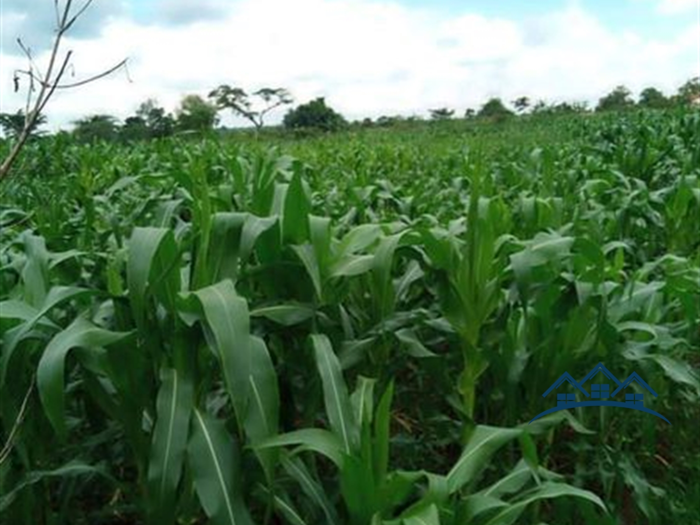 Agricultural Land for sale in Kakooge Luweero