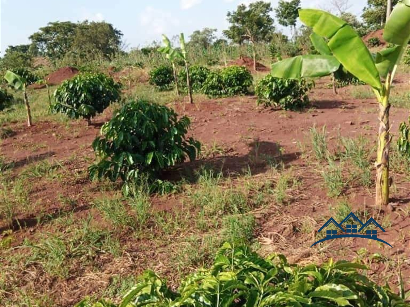 Agricultural Land for sale in Wabigalo Nakasongola