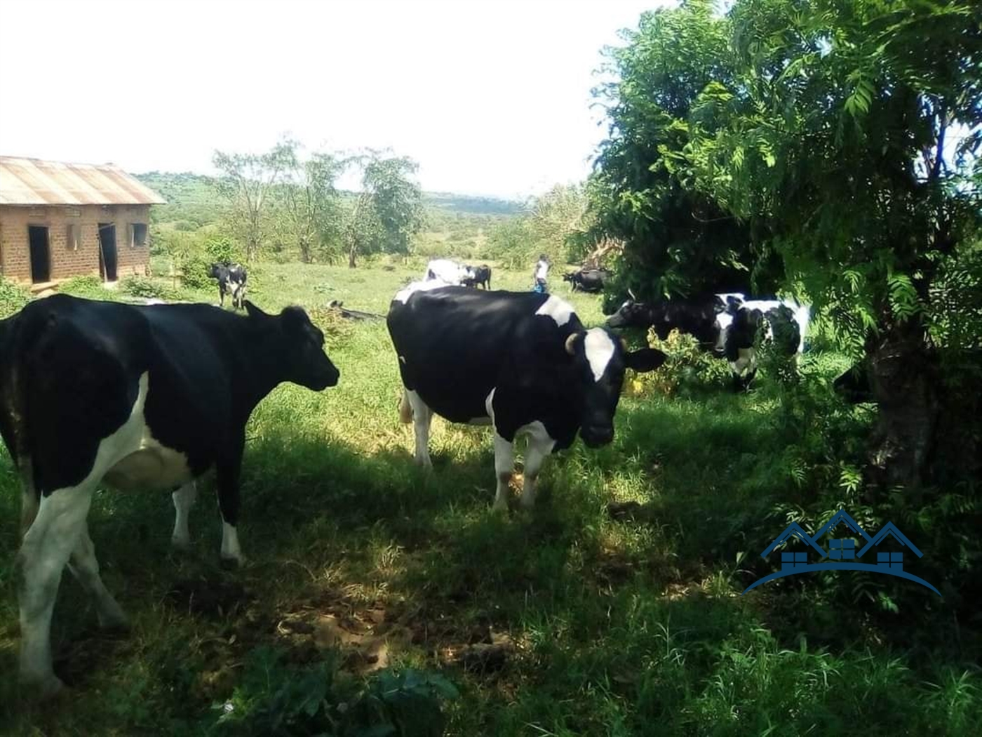 Agricultural Land for sale in Mateete Sembabule