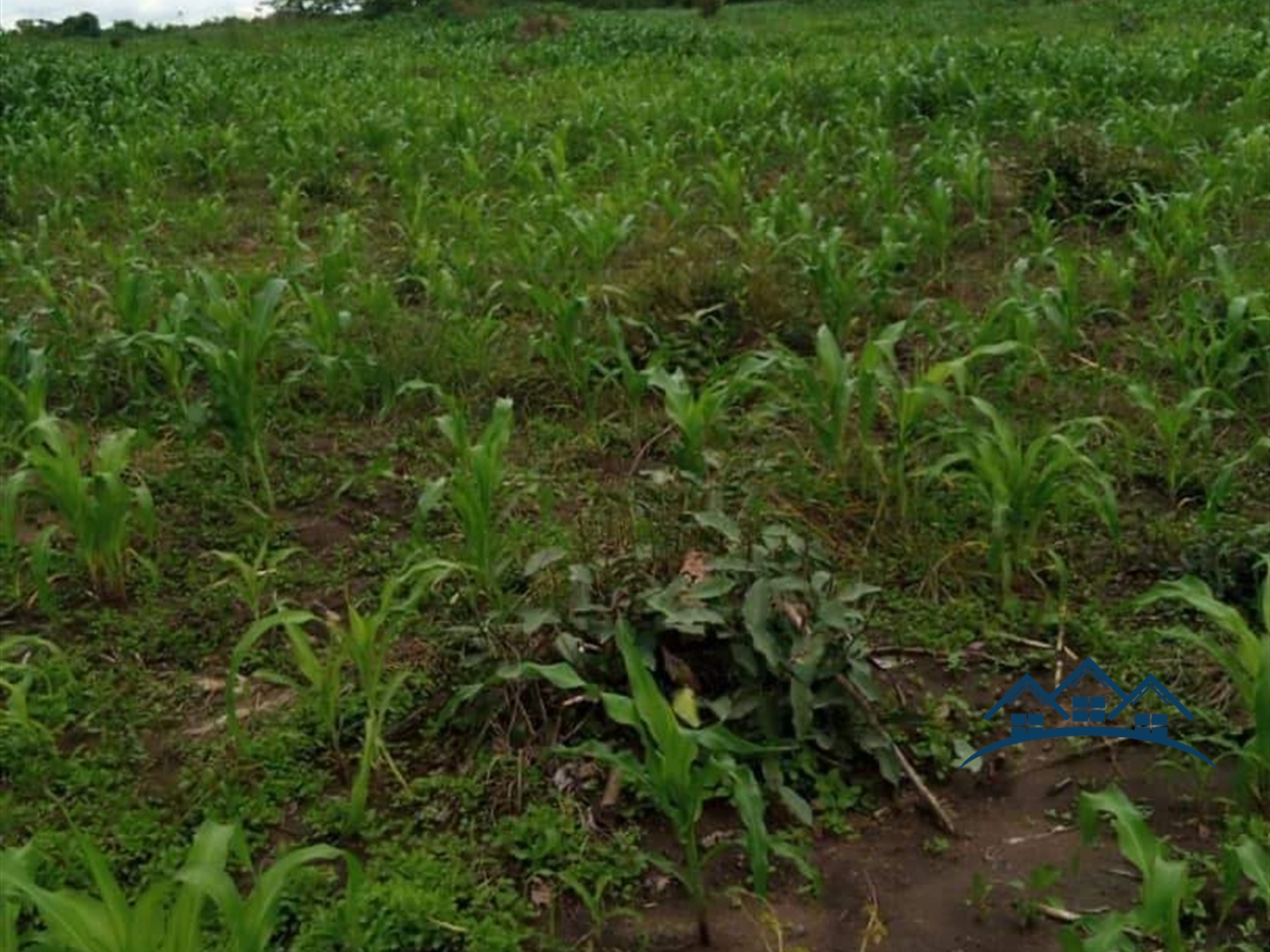 Agricultural Land for sale in Kakooge Luweero