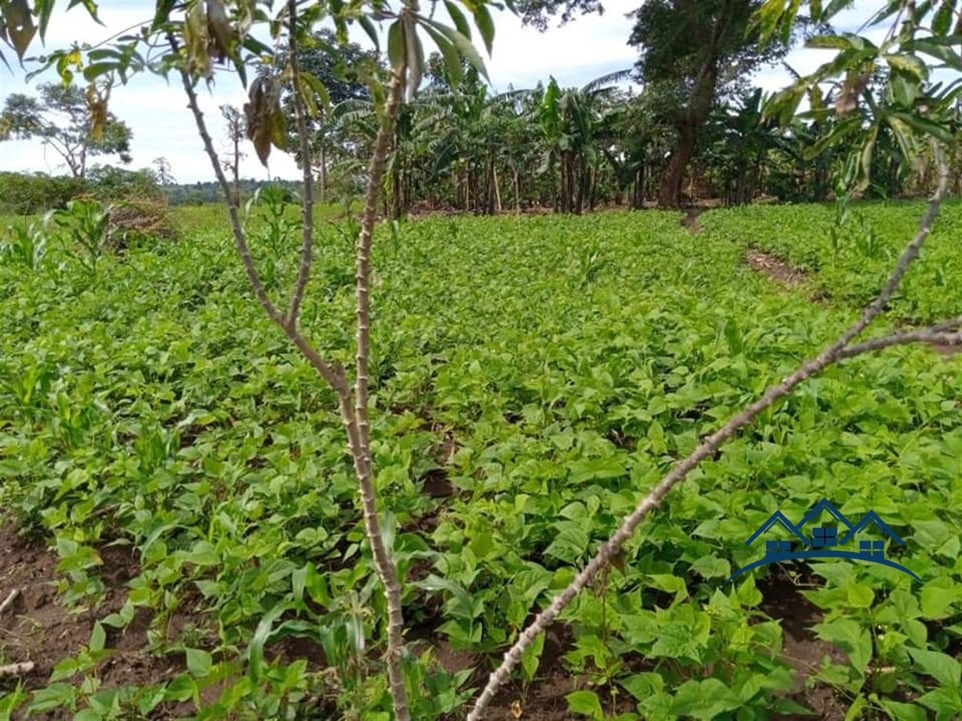 Agricultural Land for sale in Kyakatebe Mityana