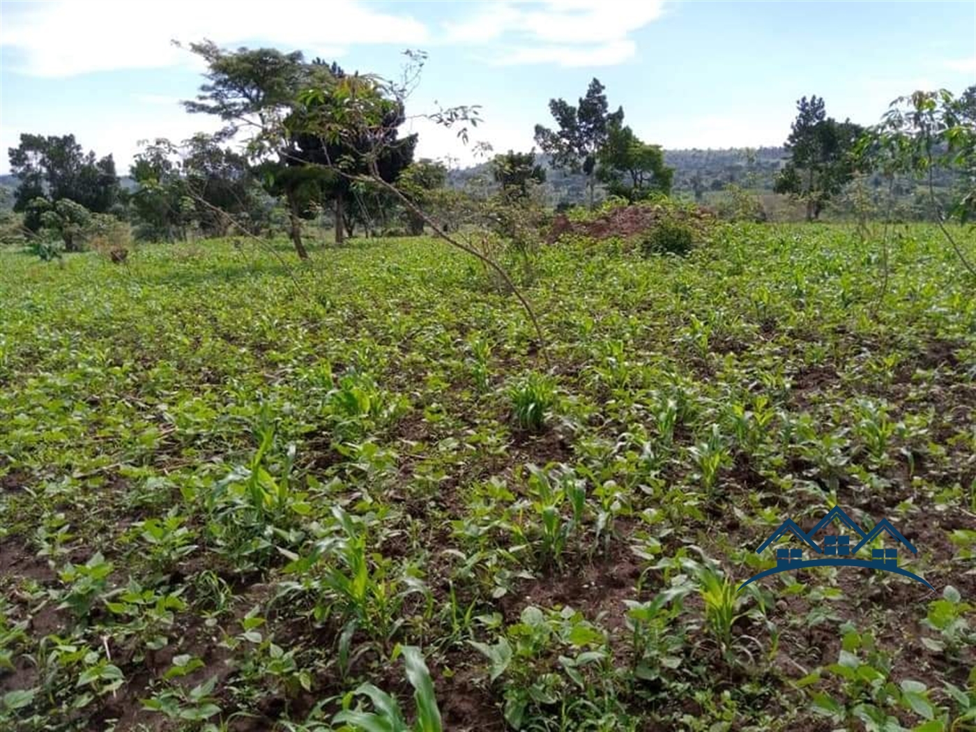 Agricultural Land for sale in Kyakatebe Mityana