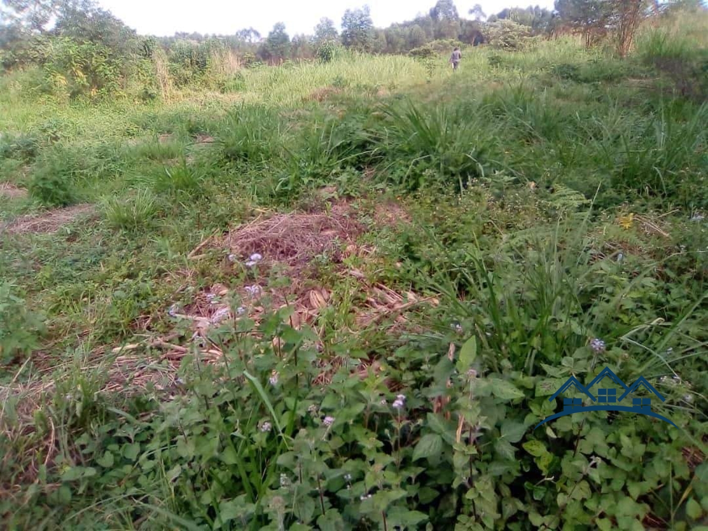 Agricultural Land for sale in Bekina Mityana