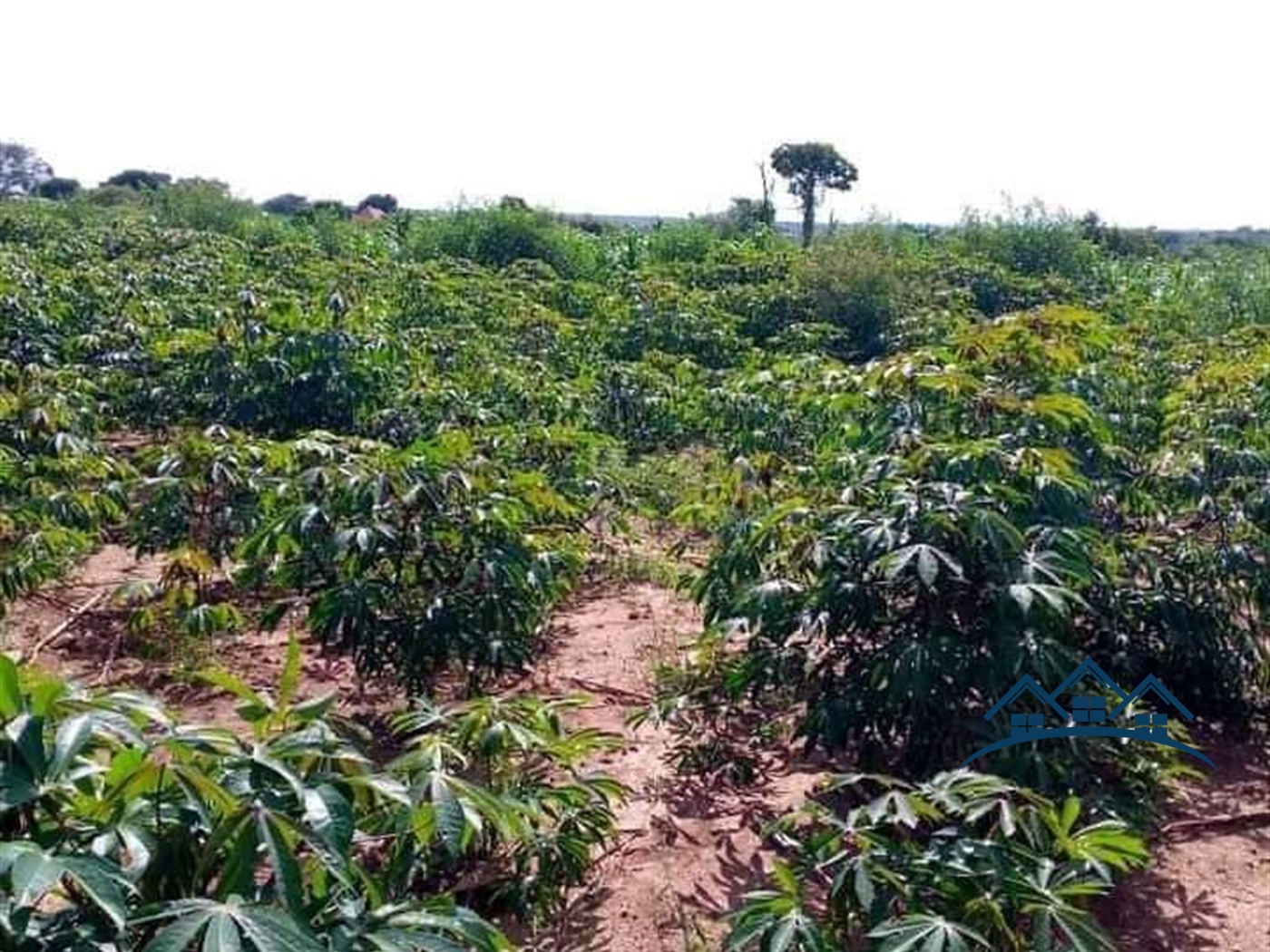 Agricultural Land for sale in Kakooge Luweero