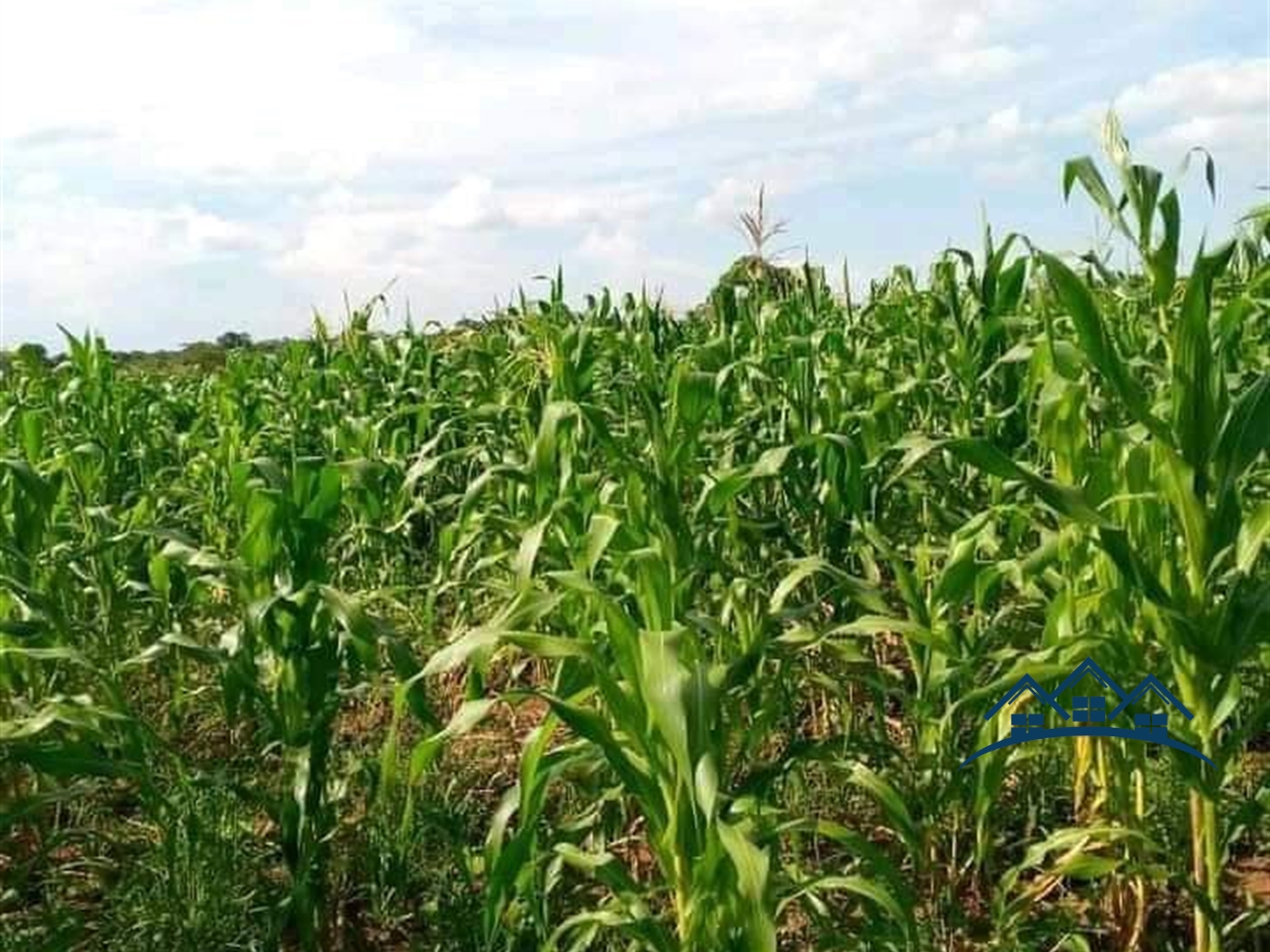 Agricultural Land for sale in Kakooge Luweero