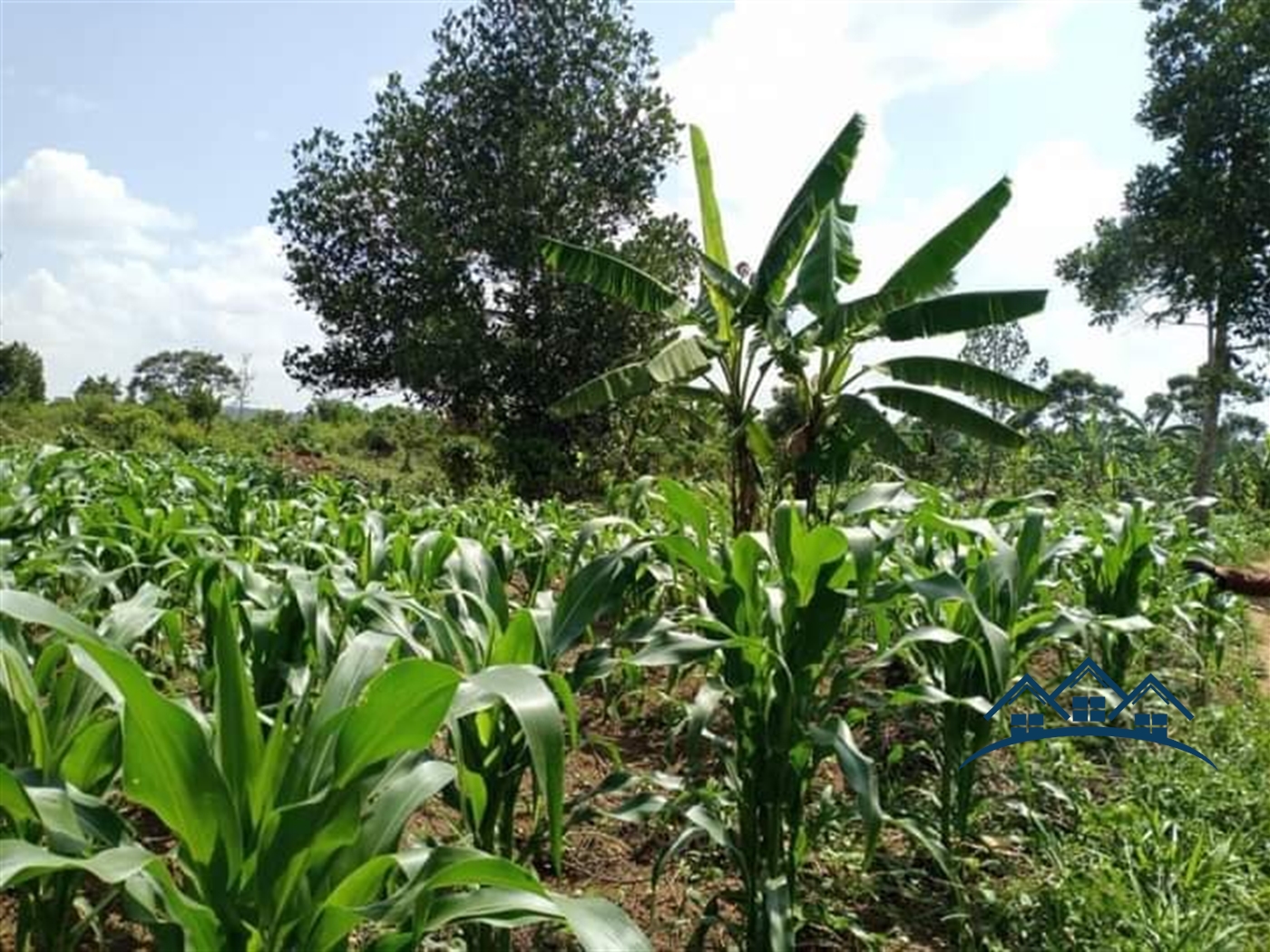 Agricultural Land for sale in Wobulenzi Luweero