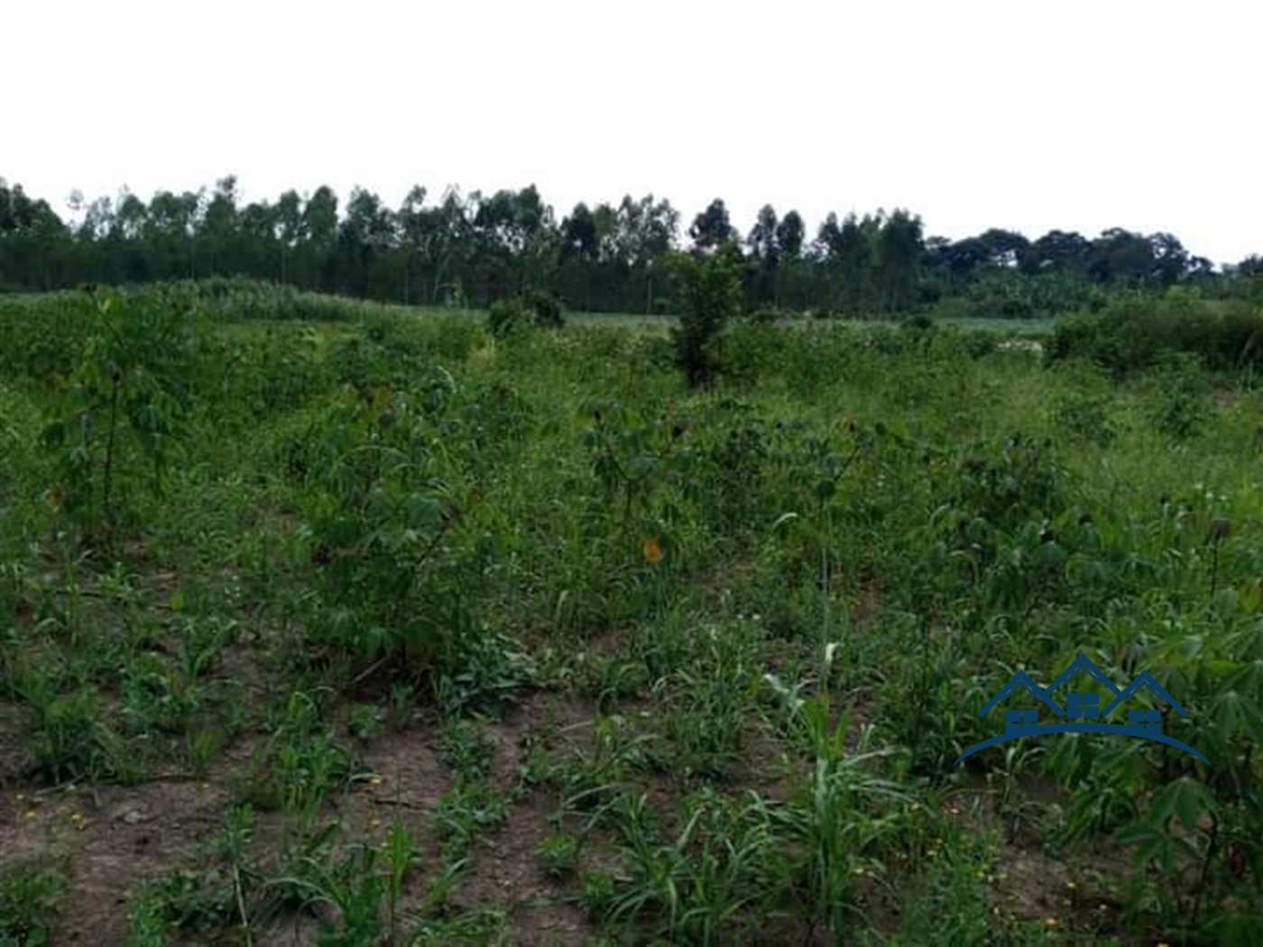 Agricultural Land for sale in Wobulenzi Luweero