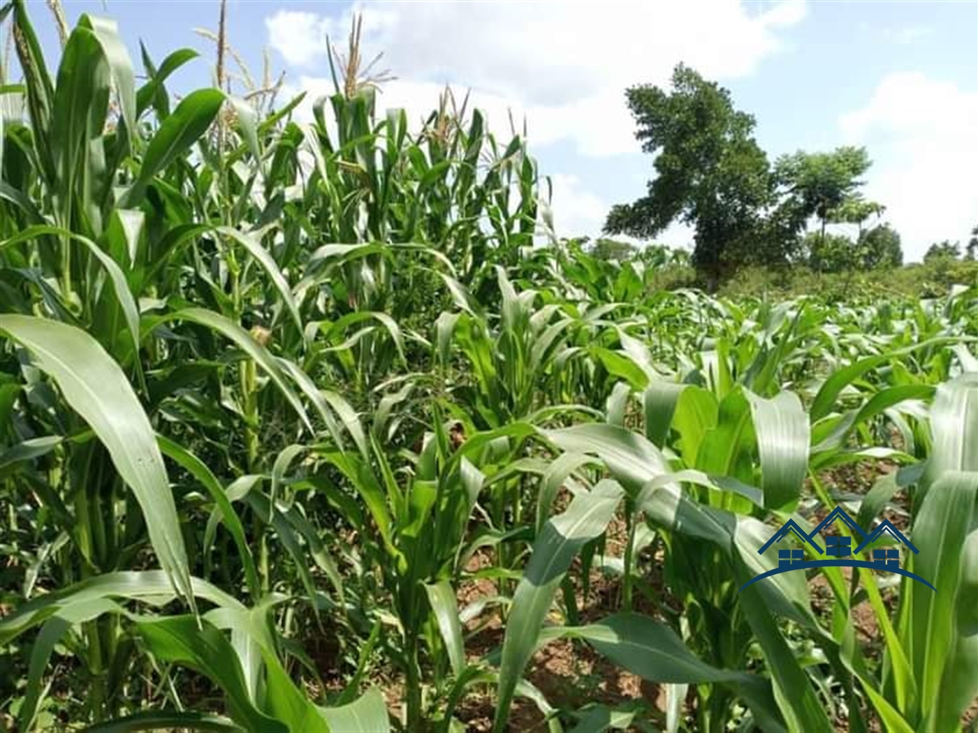 Agricultural Land for sale in Wobulenzi Luweero