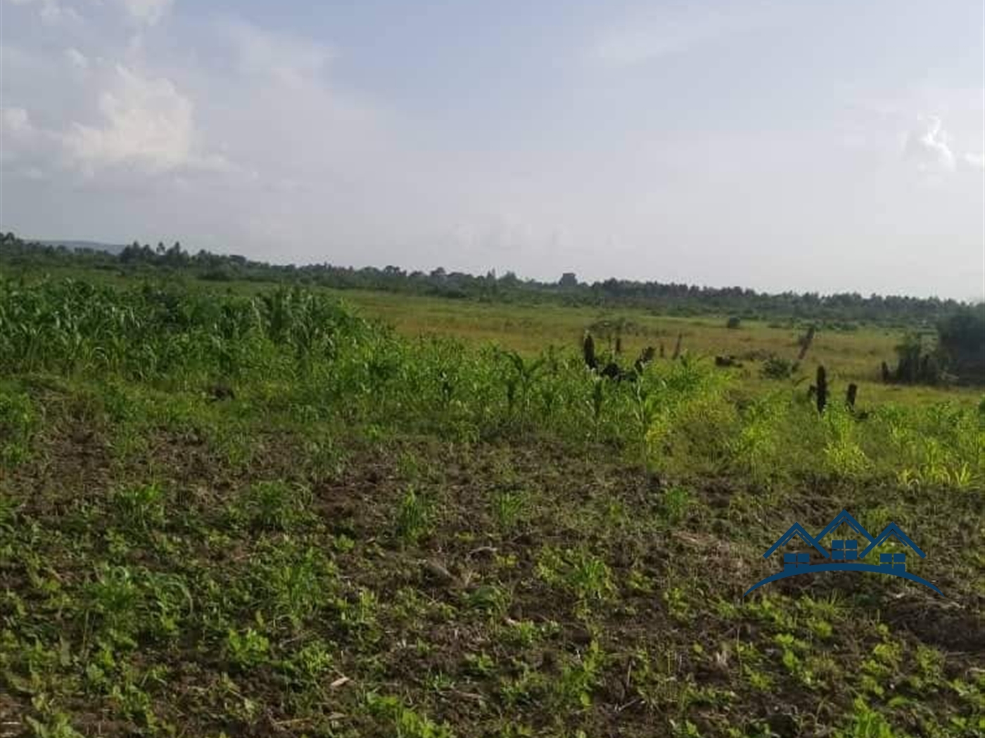 Farm for sale in Kakooge Nakaseke