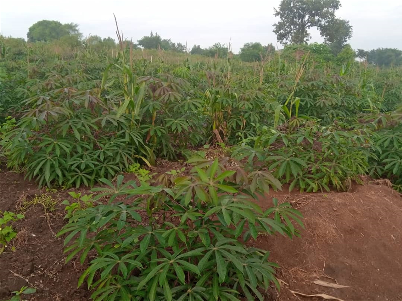 Agricultural Land for sale in Gombe Mpigi