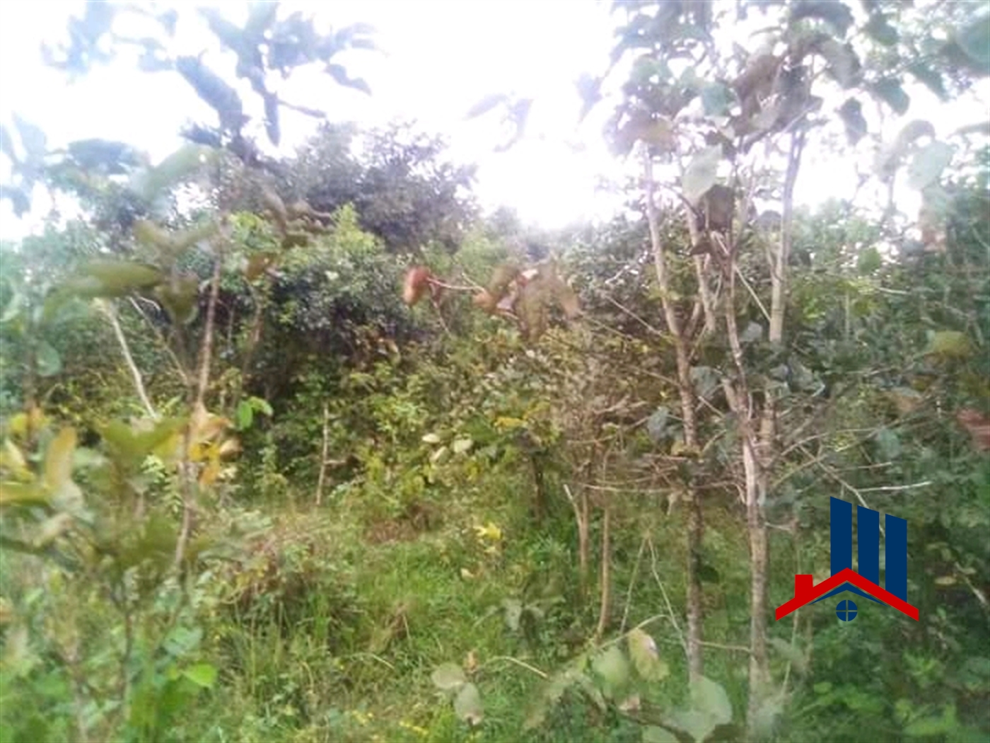 Agricultural Land for sale in Bamugolodde Luweero