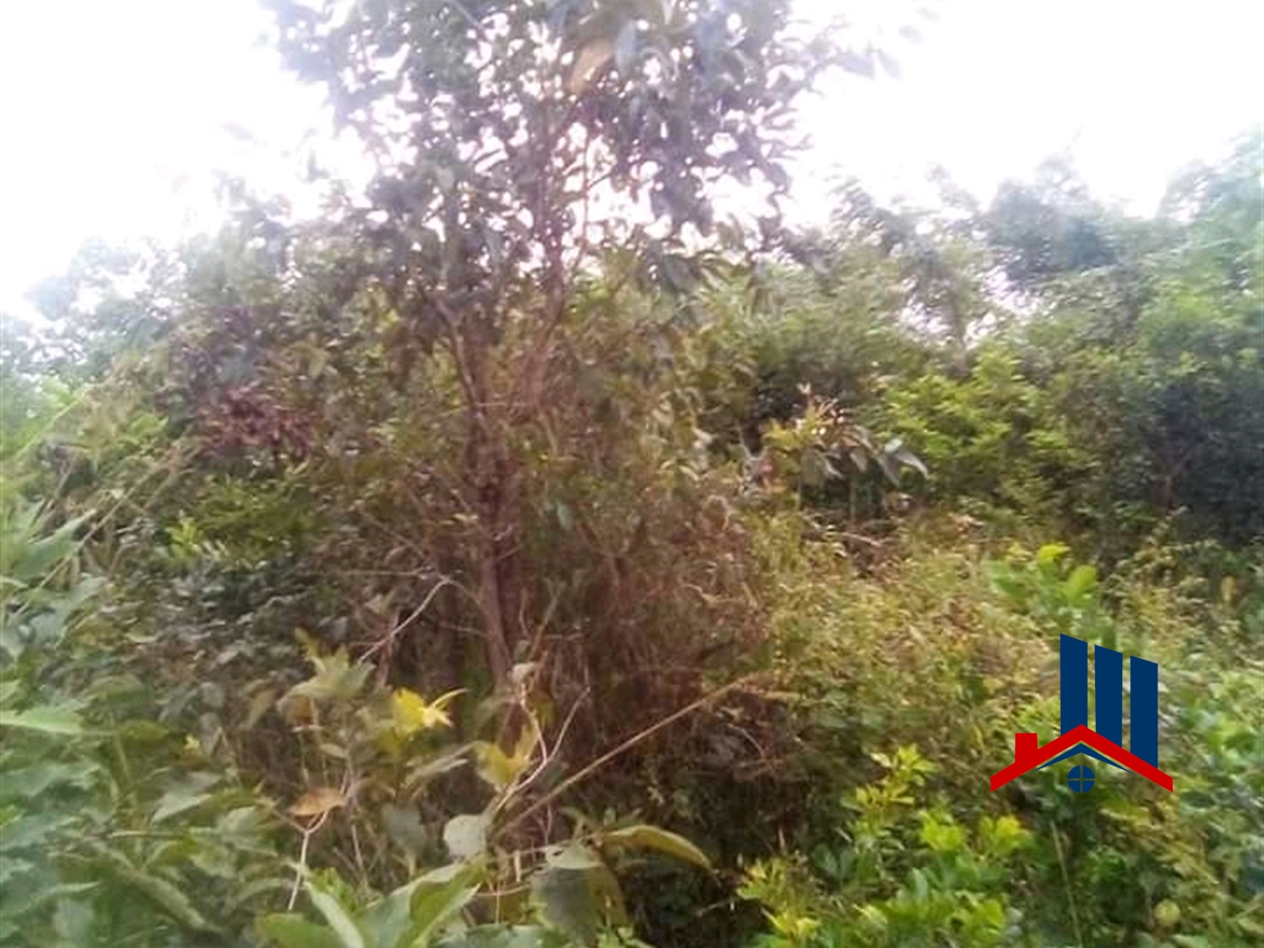 Agricultural Land for sale in Bamugolodde Luweero