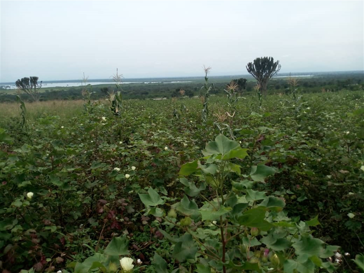 Recreational Land for sale in Municipality Kaseese