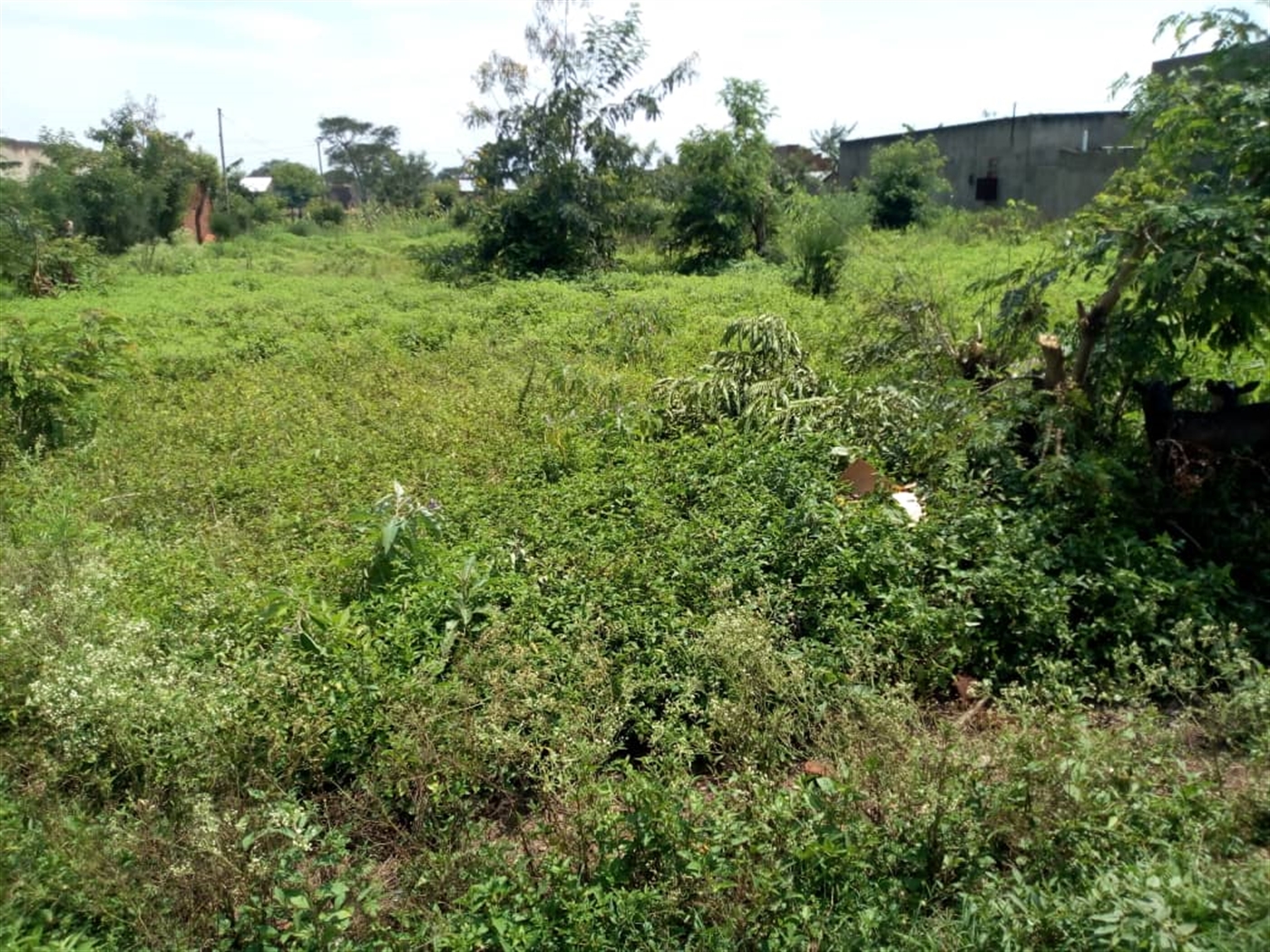 Multipurpose Land for sale in Kidodo Kaseese