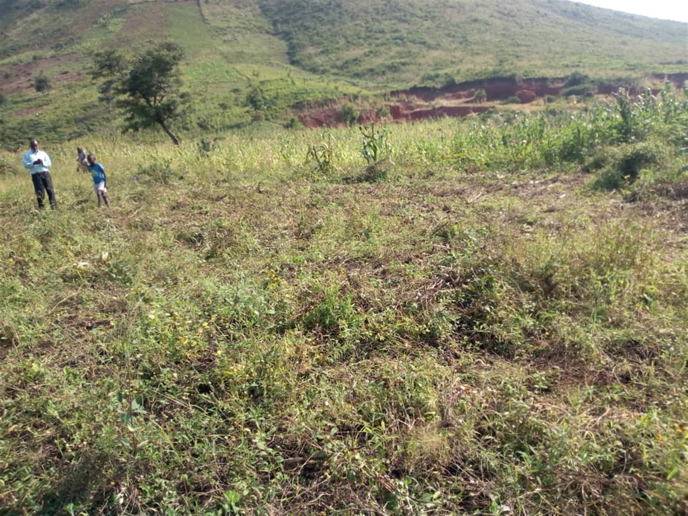 Agricultural Land for sale in Rukoki Kaseese