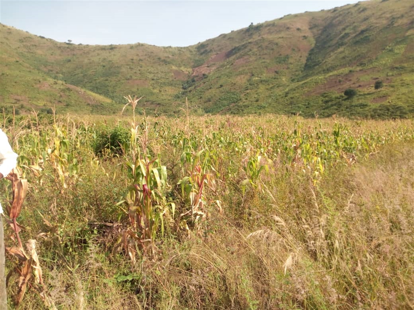 Agricultural Land for sale in Rukoki Kaseese