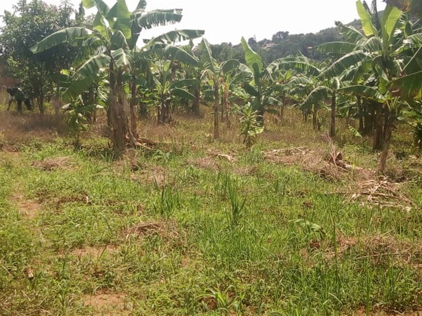 Multipurpose Land for sale in Bweya Kampala
