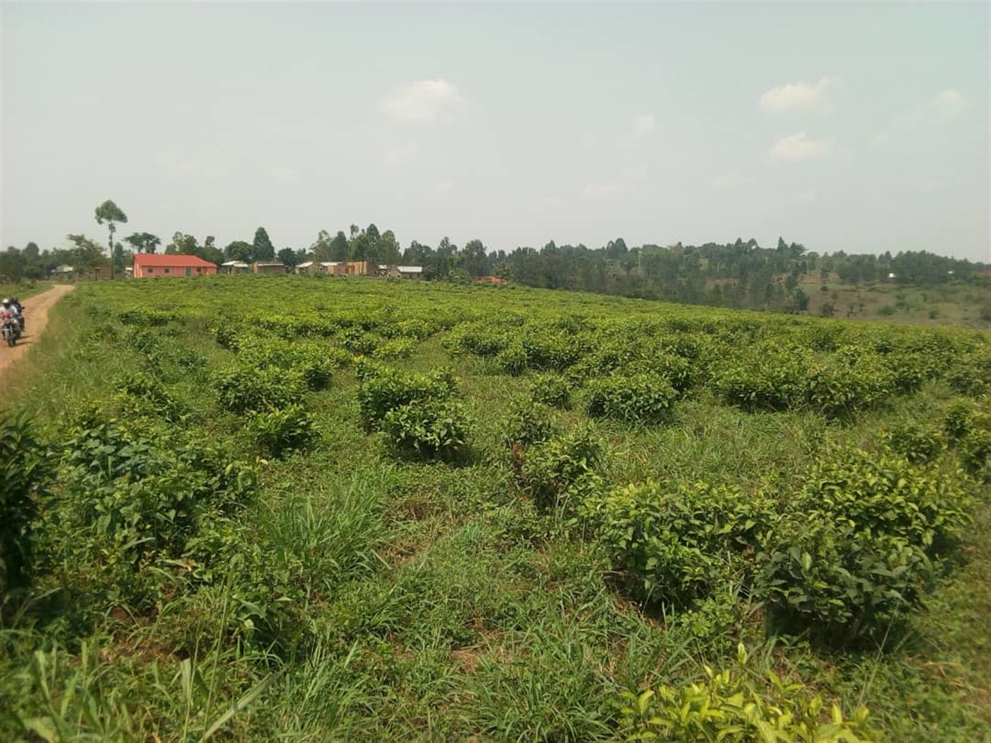Multipurpose Land for sale in Municipal Mubende
