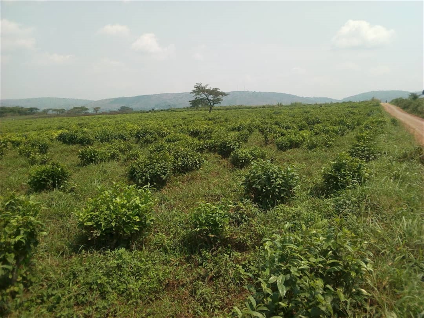 Multipurpose Land for sale in Municipal Mubende