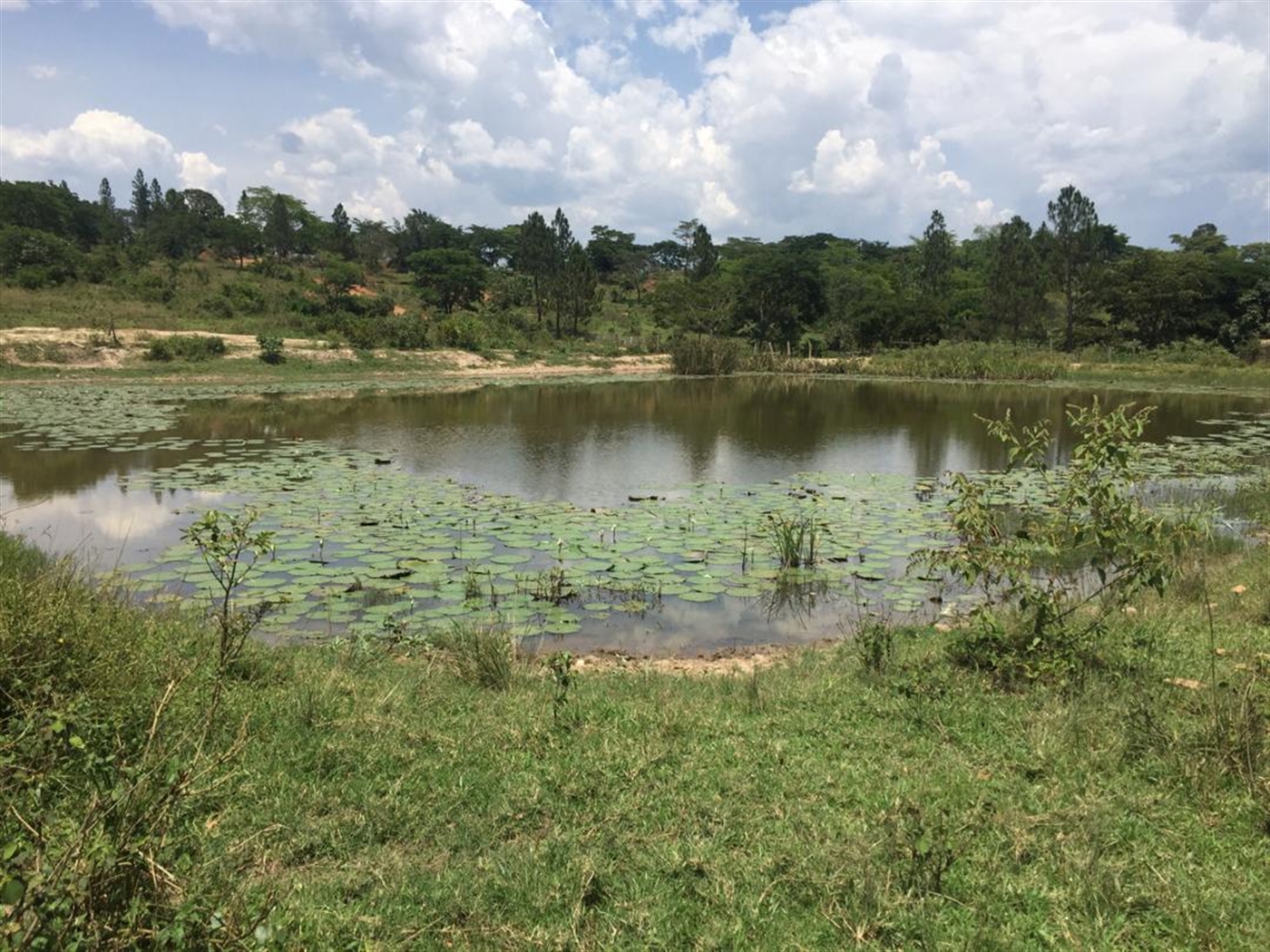 Agricultural Land for sale in Kassanda Mubende