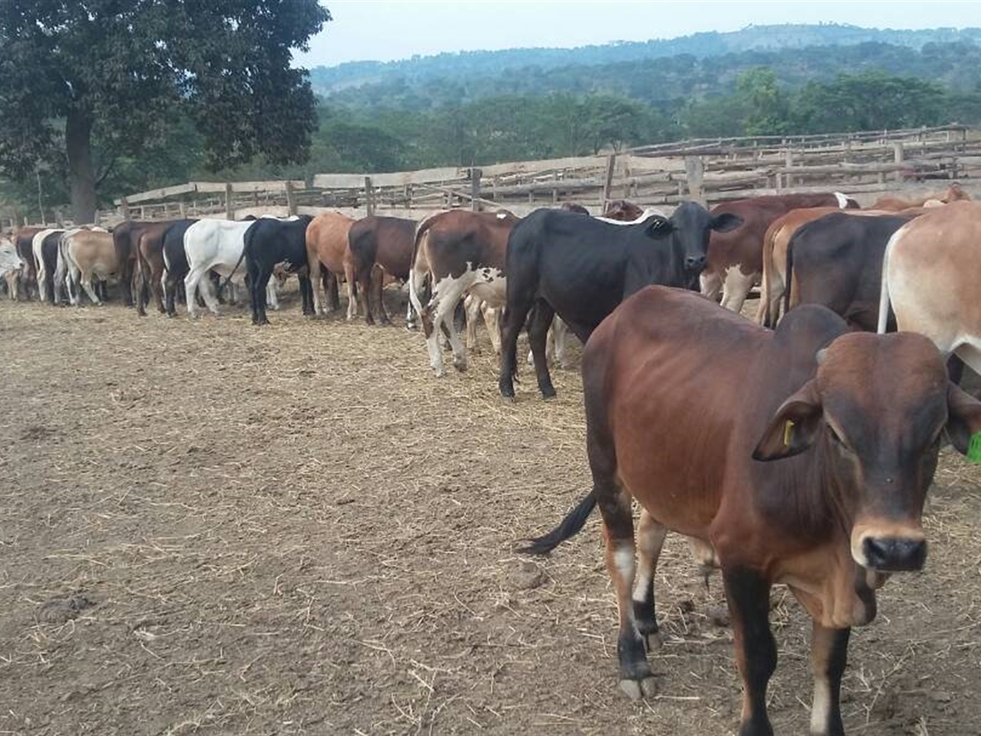 Agricultural Land for sale in Kassanda Mubende