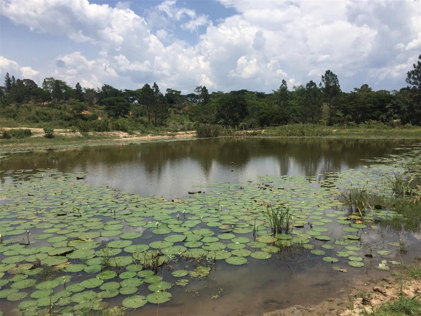 Agricultural Land for sale in Kassanda Mubende