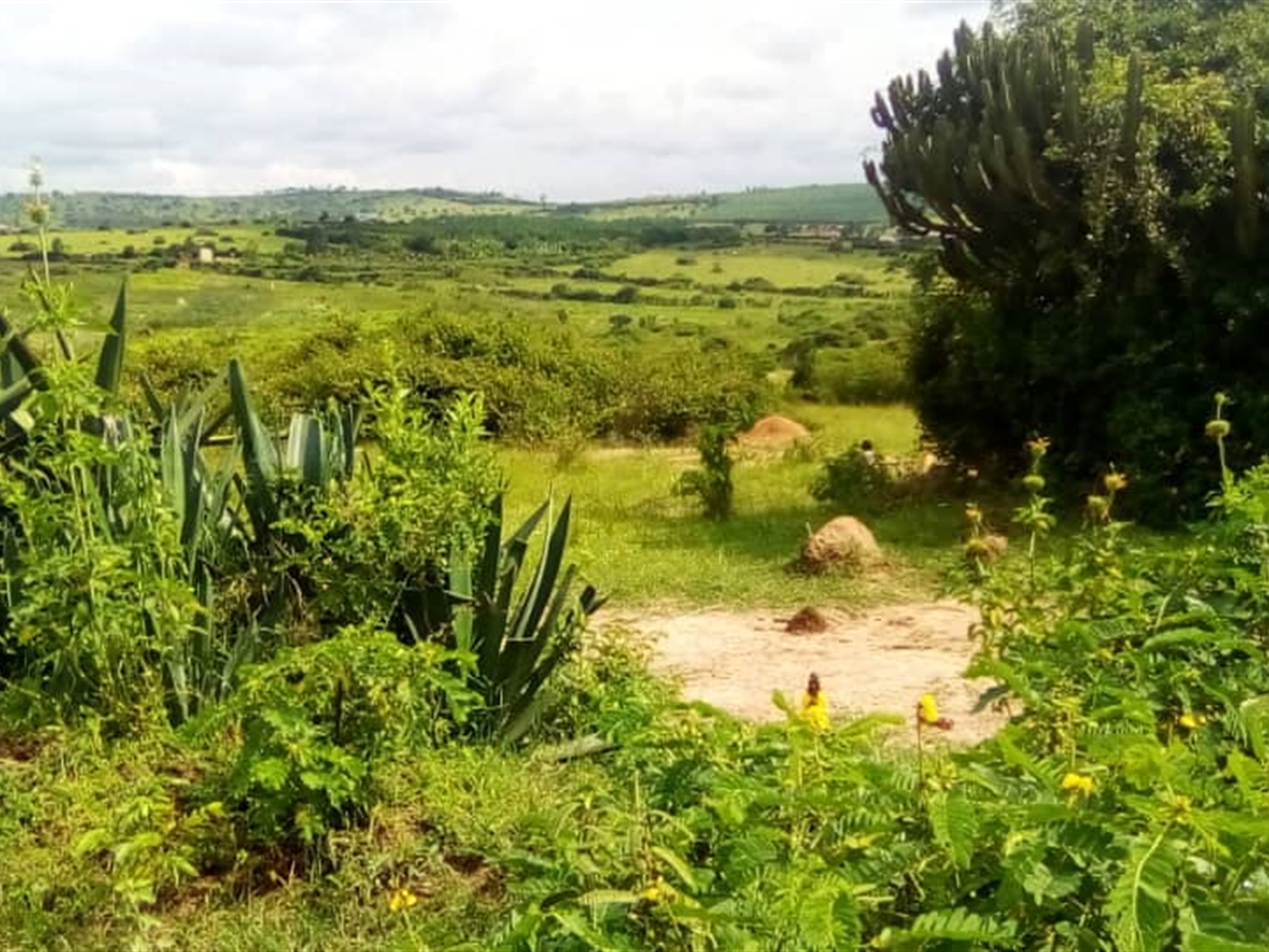 Multipurpose Land for sale in Ssanga Mbarara