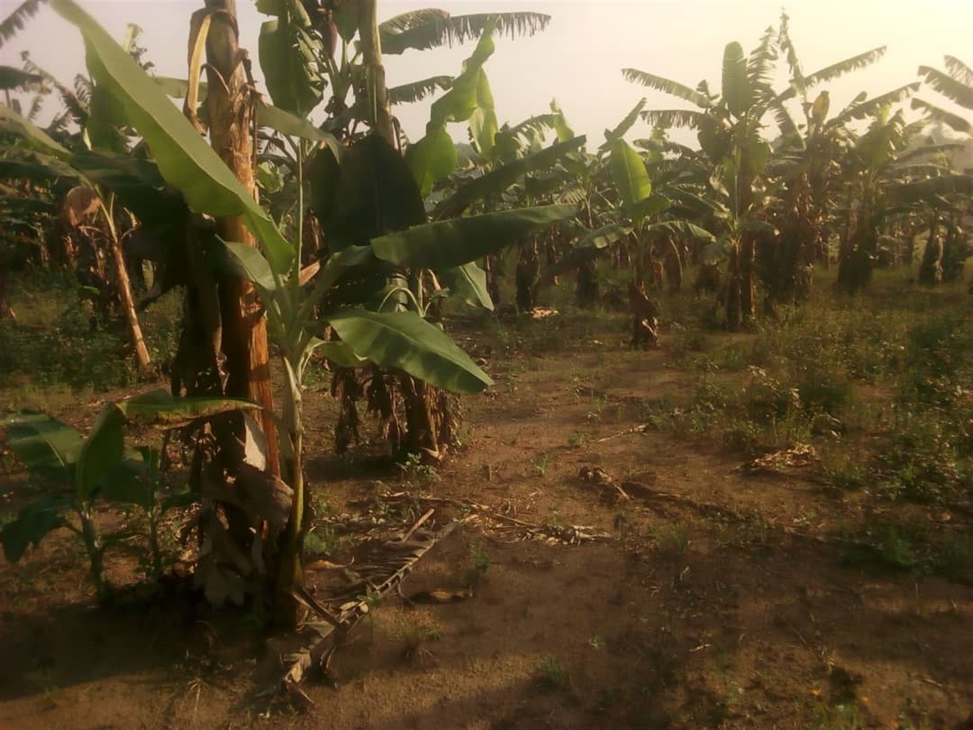 Agricultural Land for sale in Municipality Mubende