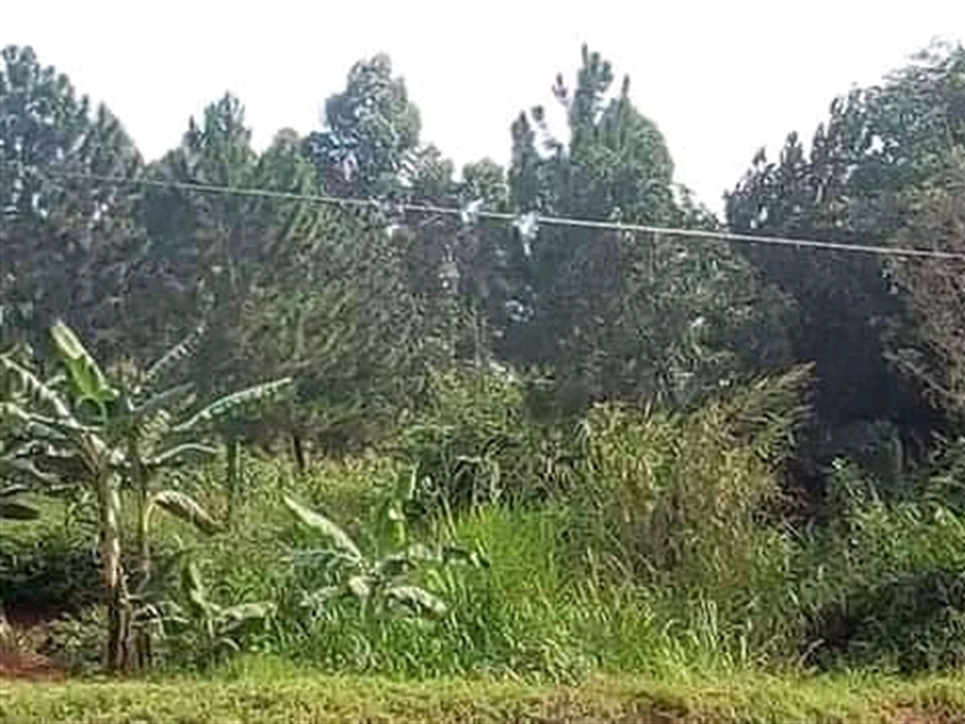 Multipurpose Land for sale in Kiganda Mityana