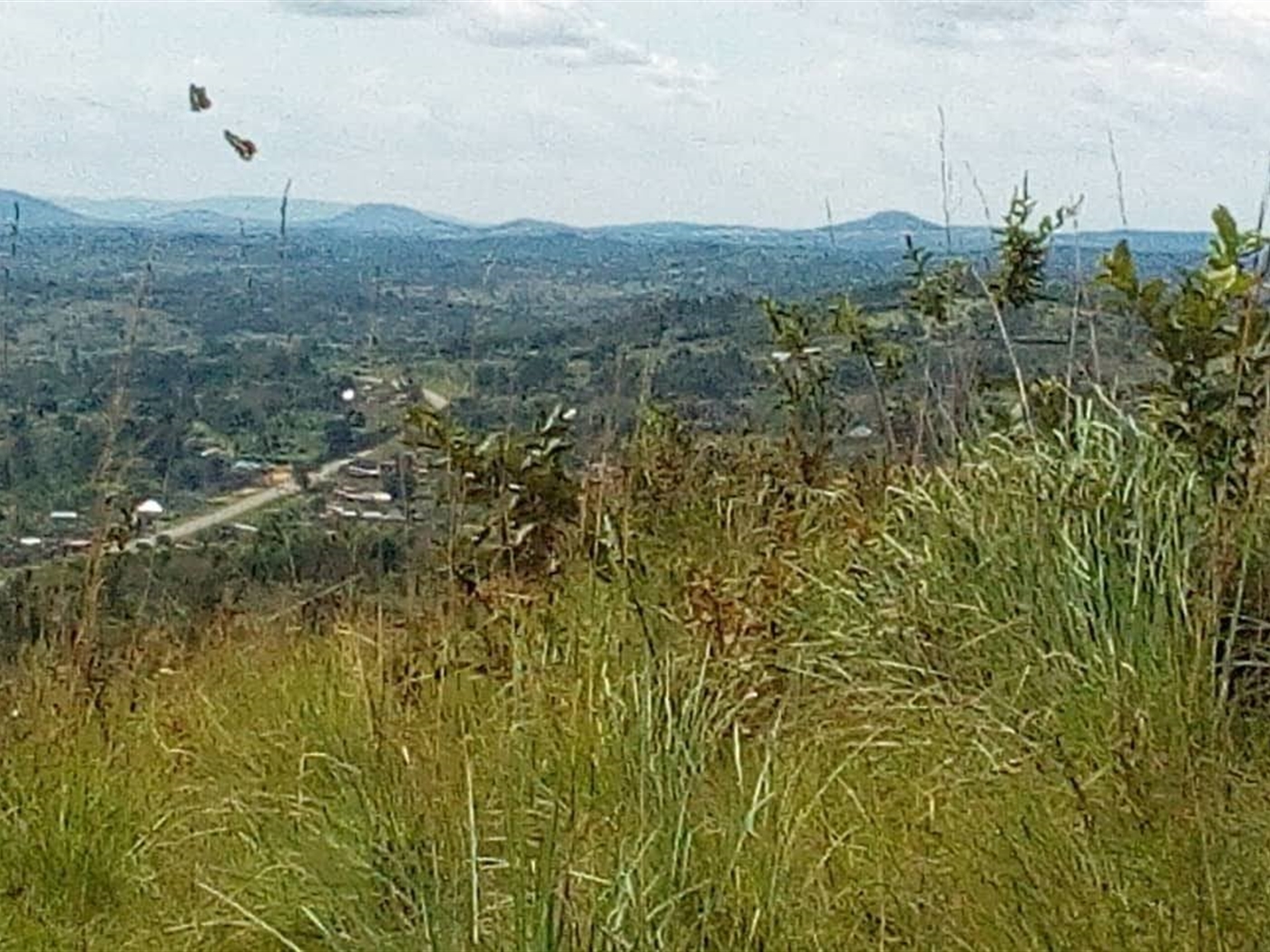 Multipurpose Land for sale in Kiganda Mityana