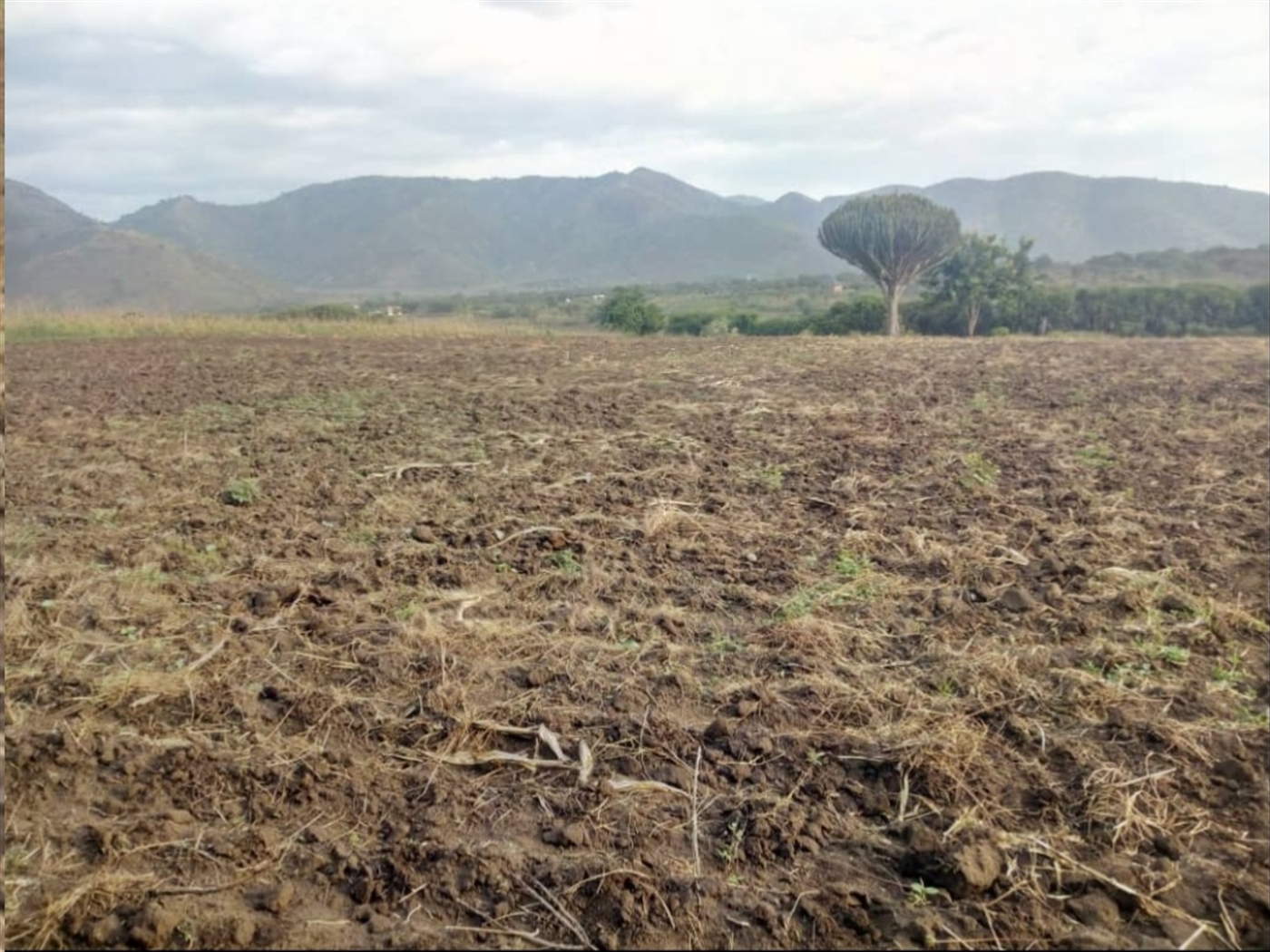 Agricultural Land for sale in Muhokya Kaseese