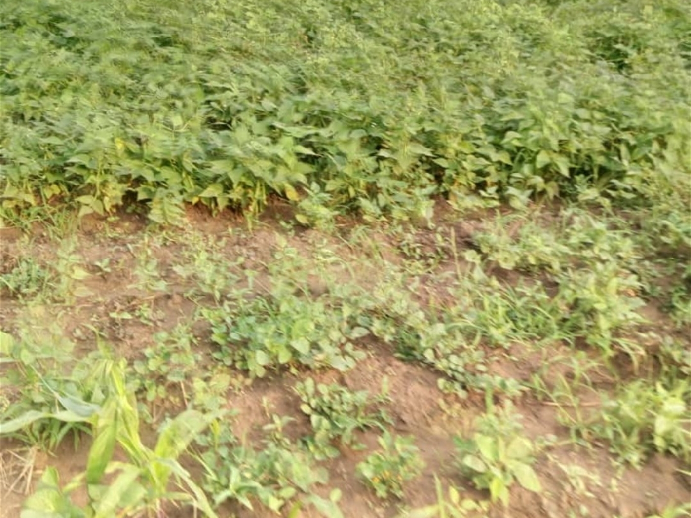 Agricultural Land for sale in Muhokya Kaseese