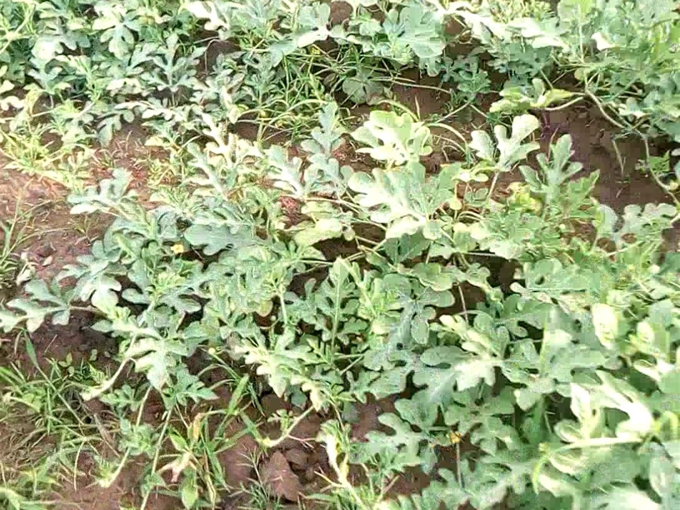 Agricultural Land for sale in Muhokya Kaseese